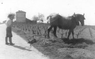 le labour avec le cheval