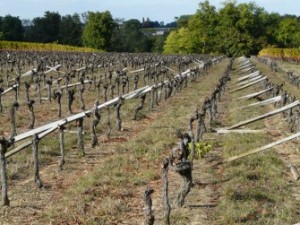 Les vieux ceps vont être arrachés