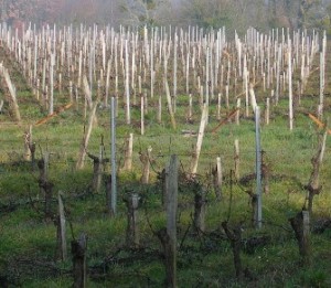 la vigne en hiver