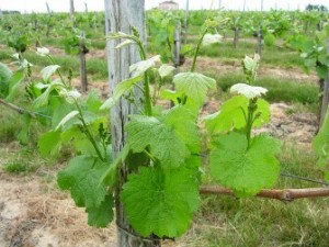 jeunes rameaux et grappes en formation