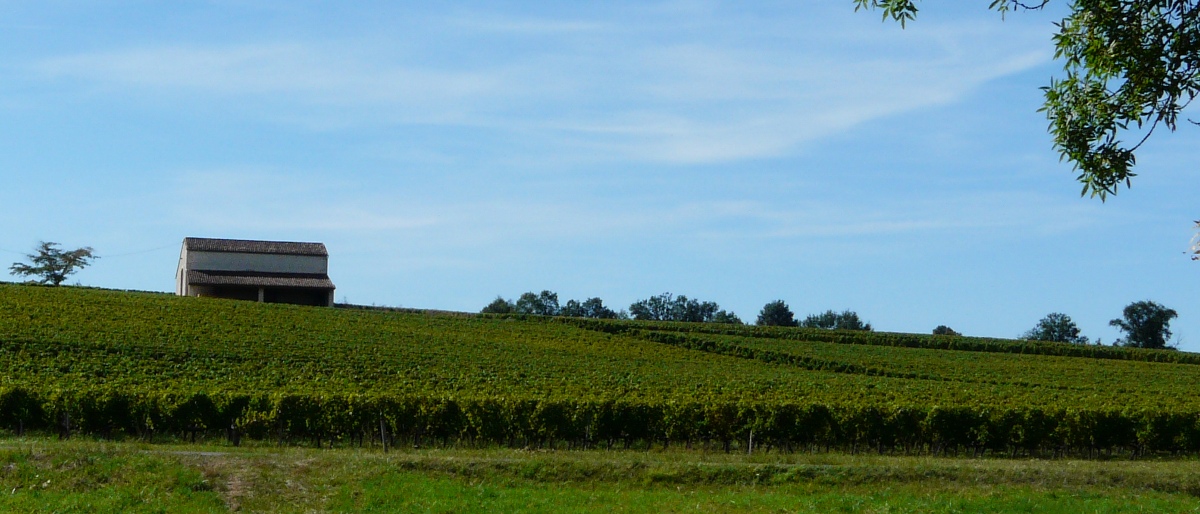 Permalien vers:Le vignoble de Genibon