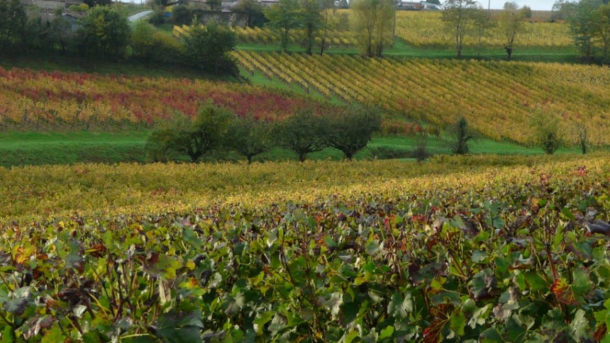 le vignoble après les vendanges