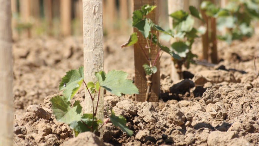 les jeunes plants de vigne