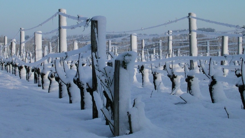 la vigne en hiver