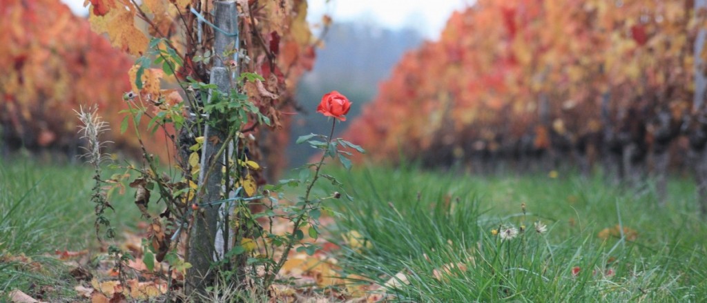 l'automne, les feuilles mortes et les roses