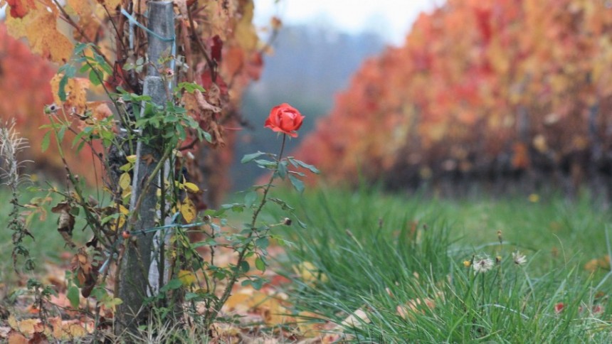 l'automne, les feuilles mortes et les roses