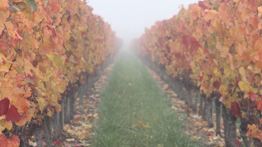 les vignes en automne