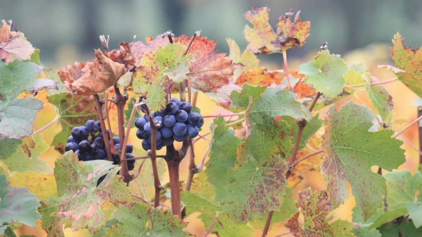 les verjus de cabernet