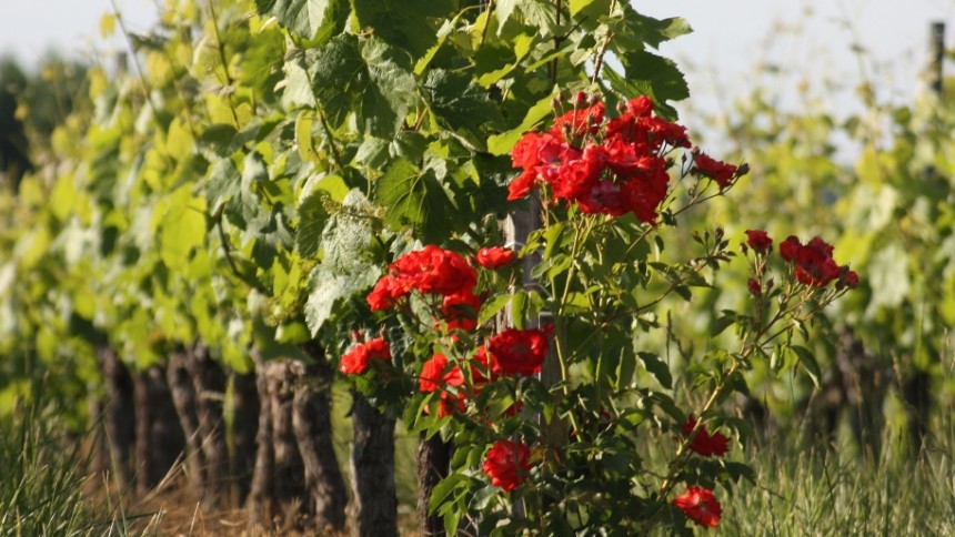 les rosiers dans le vignoble