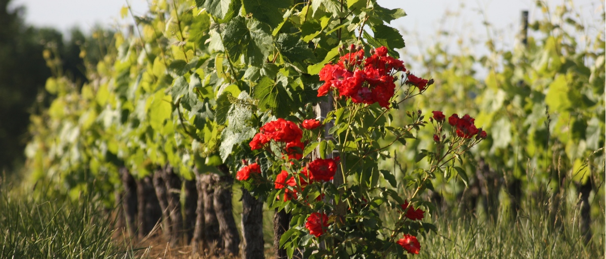 Permalien vers:Les vignes et les roses