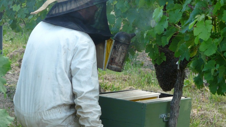 Un essaim d'abeille sur un cep de vigne