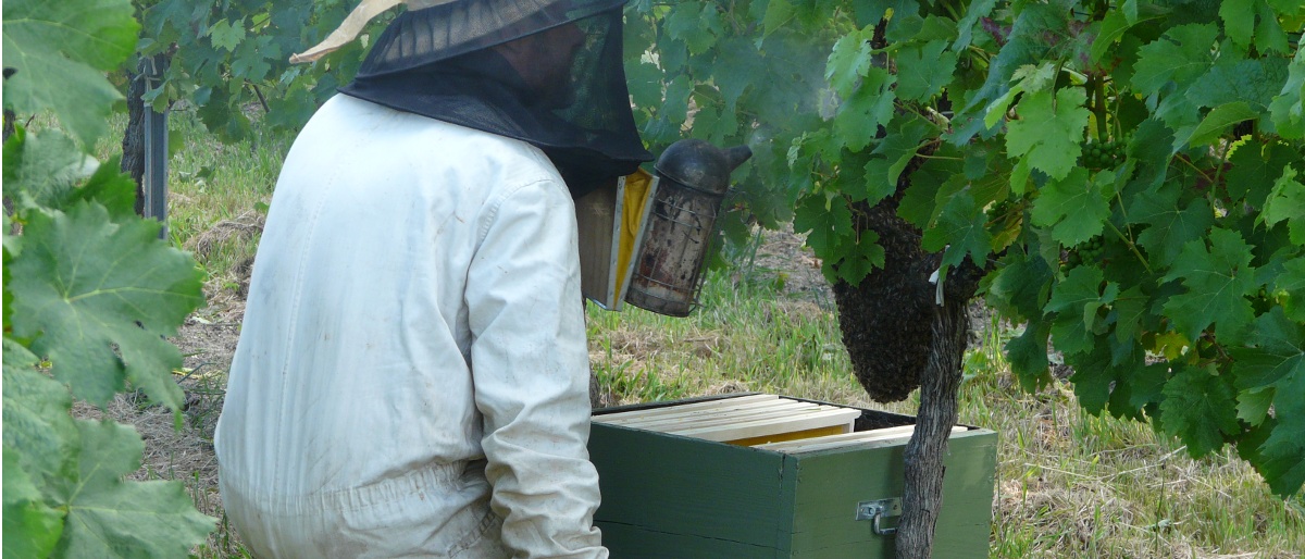 Permalien vers:L’essaim d’abeilles