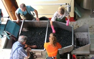 Permalien vers:De la vigne au chai : un travail d’équipe