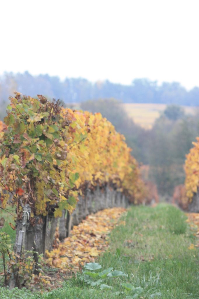 vignes en automne